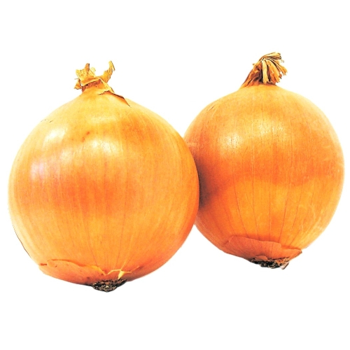 北海道産タマネギ